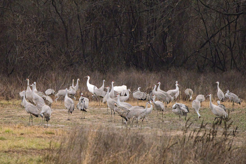 Whooping Crane (Grus americana), photo 9