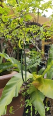 Wrightia religiosa