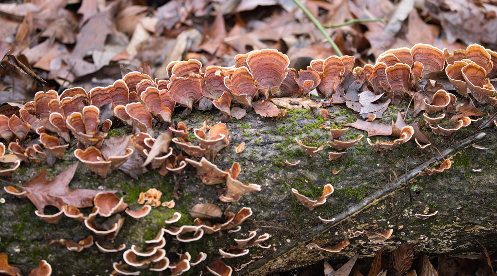 Stereum lobatum · January 2026 · photo: © mcferny (iNaturalist, cc-by)