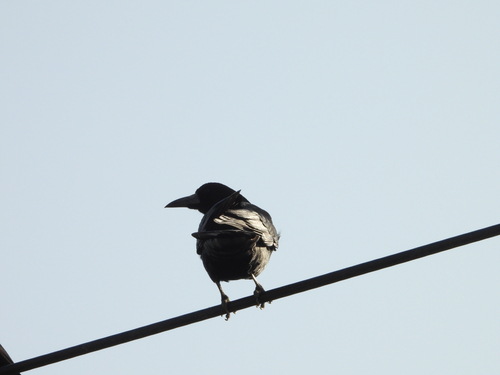 Rook