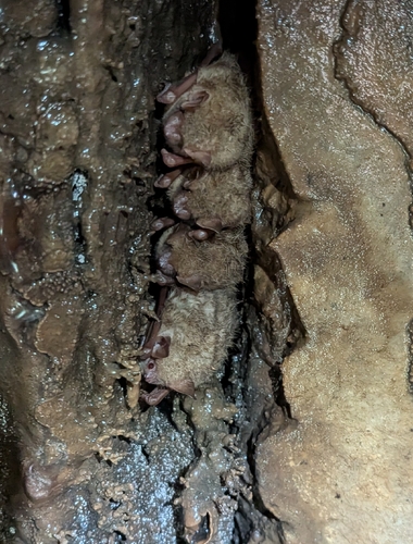 Tricolored Bat observed by adfloyd