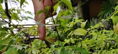 Wrightia religiosa