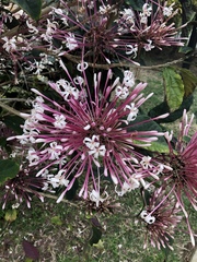 Clerodendrum quadriloculare