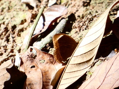 Mycalesis anaxias