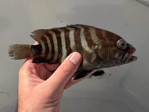 Misty grouper (Hyporthodus mystacinus) — Serranidae — 2