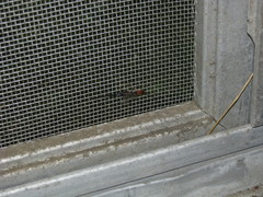 Calliephialtes grapholithae