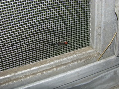 Calliephialtes grapholithae