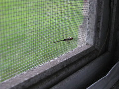 Calliephialtes grapholithae