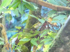 Erpornis zantholeuca