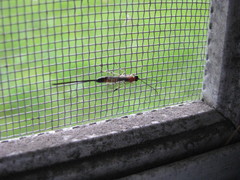 Calliephialtes grapholithae