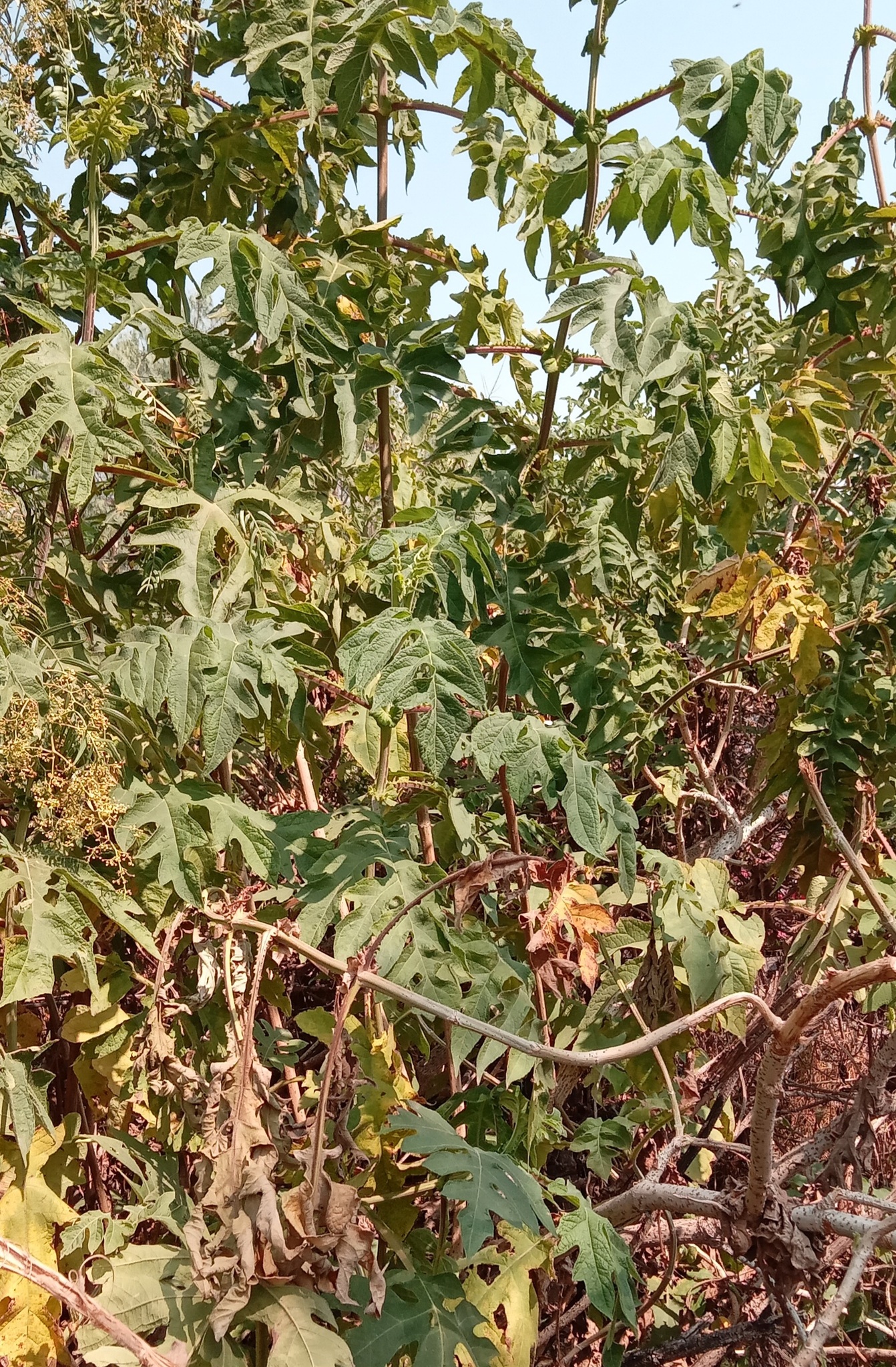 Árbol de santa cruz