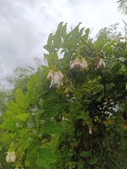 Passiflora riparia, photograph (c) Vincent A. Vos, some rights reserved (CC BY)