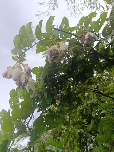 Passiflora riparia, photograph 5