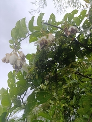 Passiflora riparia, photograph (c) Vincent A. Vos, some rights reserved (CC BY)