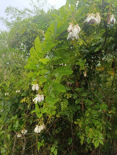 Passiflora riparia, photograph 6