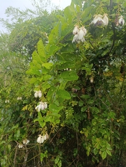 Passiflora riparia, photograph (c) Vincent A. Vos, some rights reserved (CC BY)