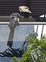 Anthracoceros albirostris