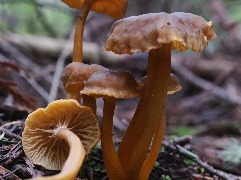 Craterellus tubaeformis · January 2026 · photo: © mycomiasma (iNaturalist, cc-by)