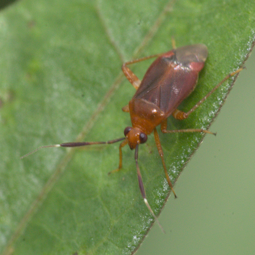 Horciasinus guttatipes