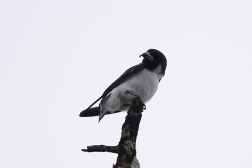 Fiji Woodswallow (Artamus mentalis)