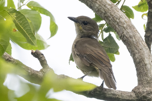 Yellow-throated Fiji Whistler (Pachycephala graeffii)