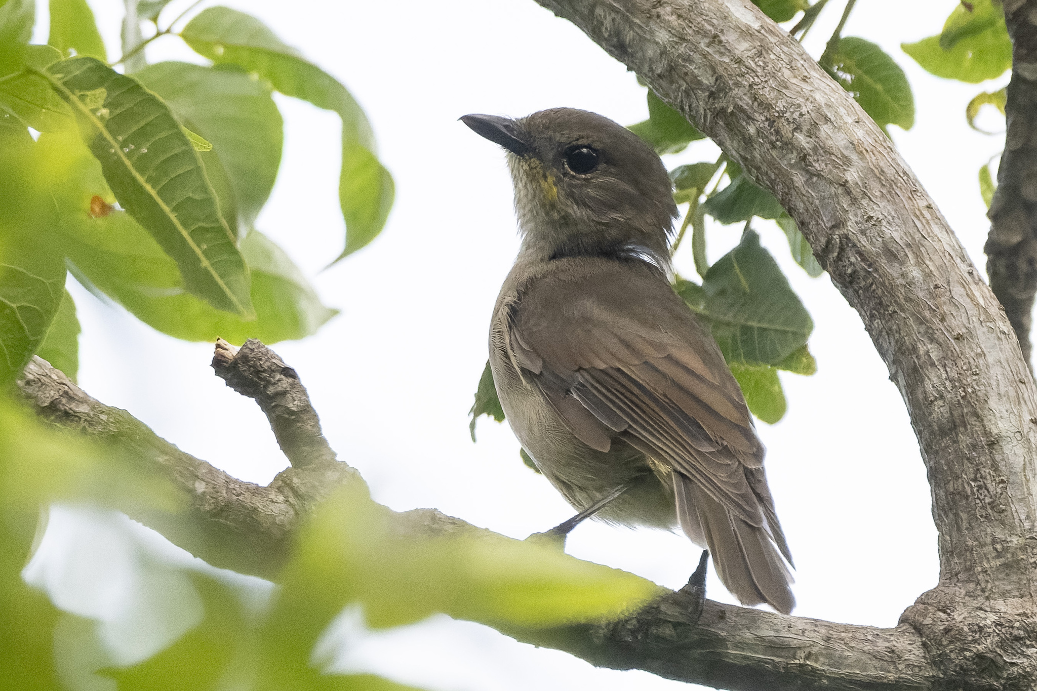 Yellow-throated Fiji Whistler (Pachycephala graeffii), photo 1