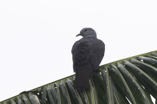 Barking Imperial Pigeon (Ducula latrans)