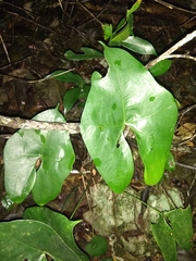Anthurium berriozabalense
