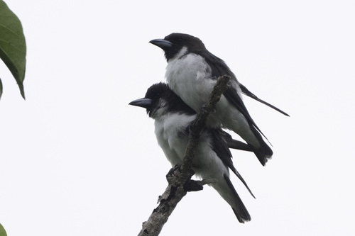 Fiji Woodswallow (Artamus mentalis), photo 2