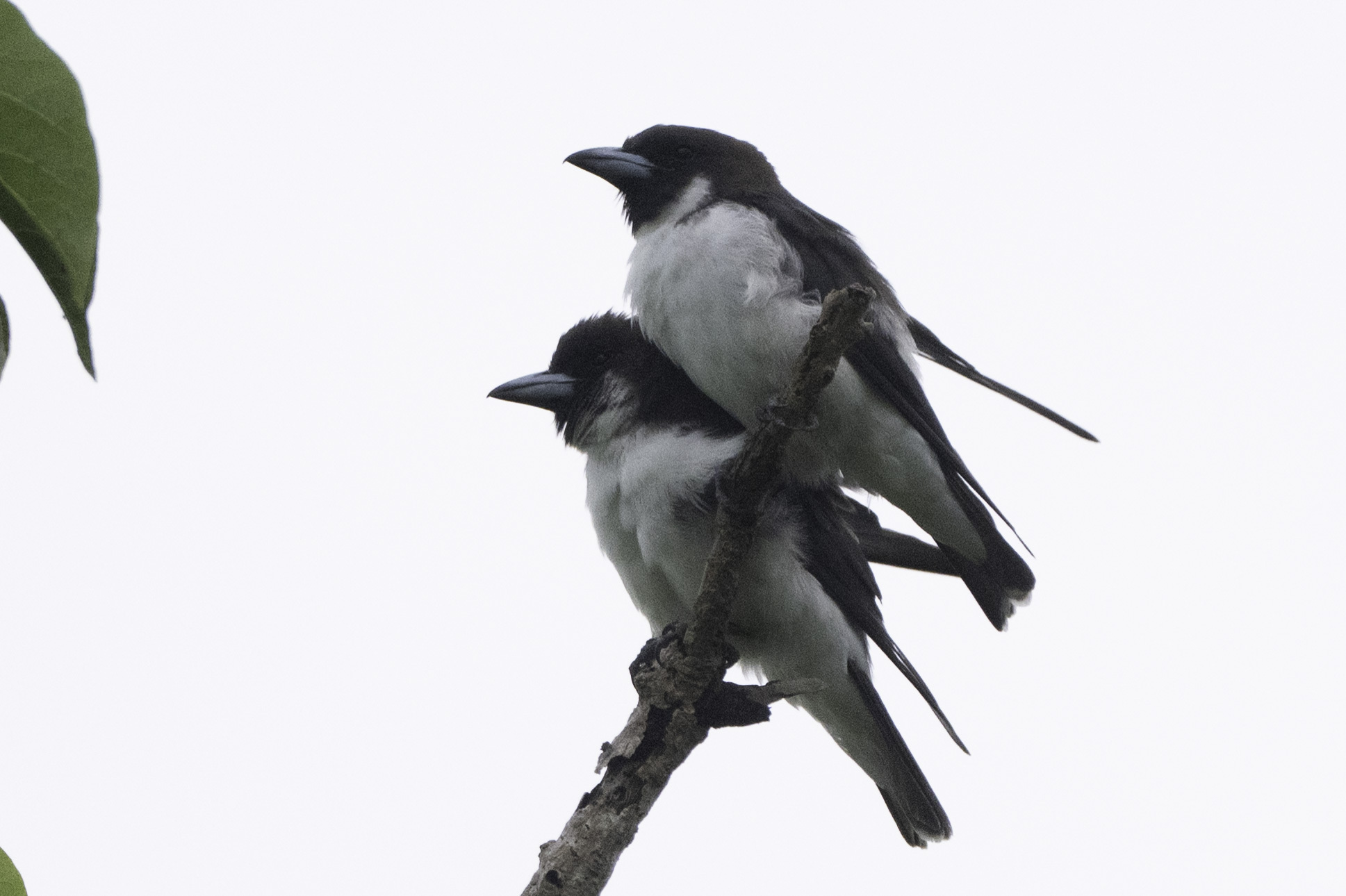 Fiji Woodswallow (Artamus mentalis), photo 2