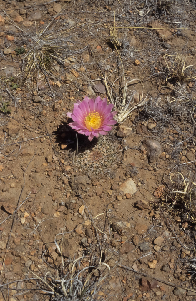 Echinocereus weinbergii