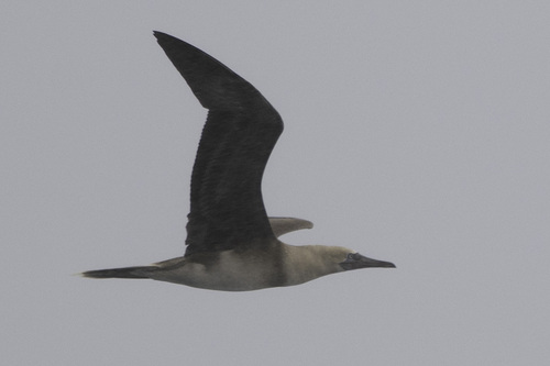 Red-footed Booby