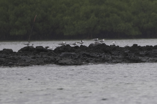 Great Crested Tern