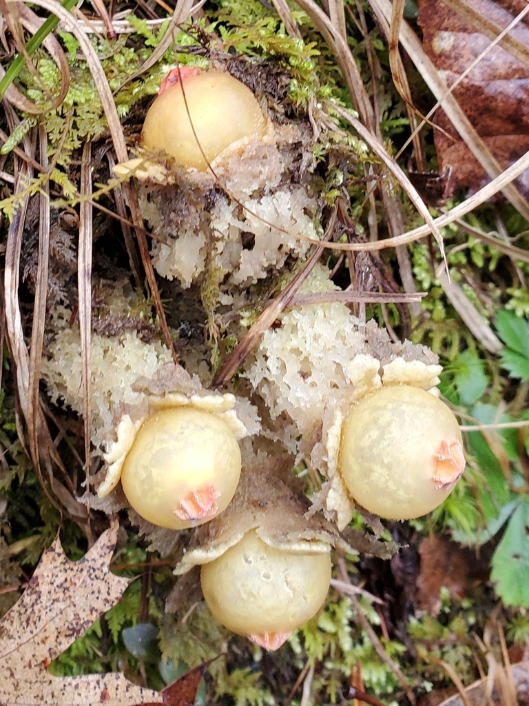 Calostoma lutescens · January 2026 · photo: © terrikoontz (iNaturalist, cc0)
