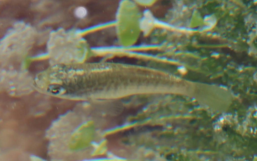 Yucatan-koornaarkarper (Floridichthys polyommus) — Cyprinodontidae