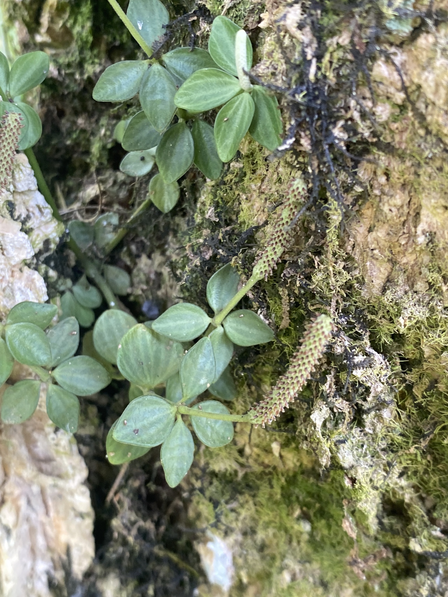 Small coin-shaped peperomia leaves in groups of three