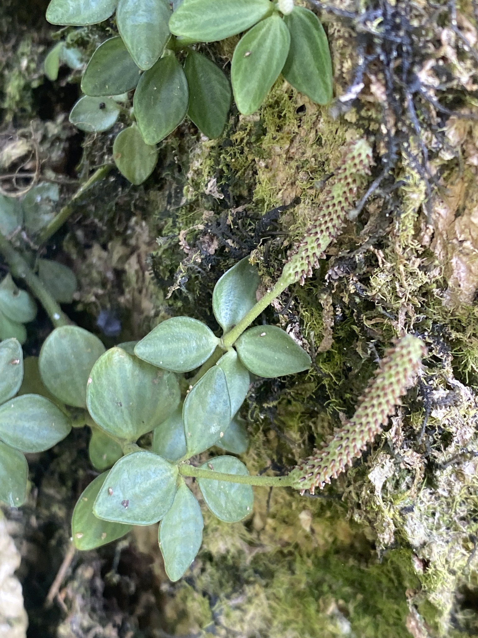 Peperomia 'Hope'