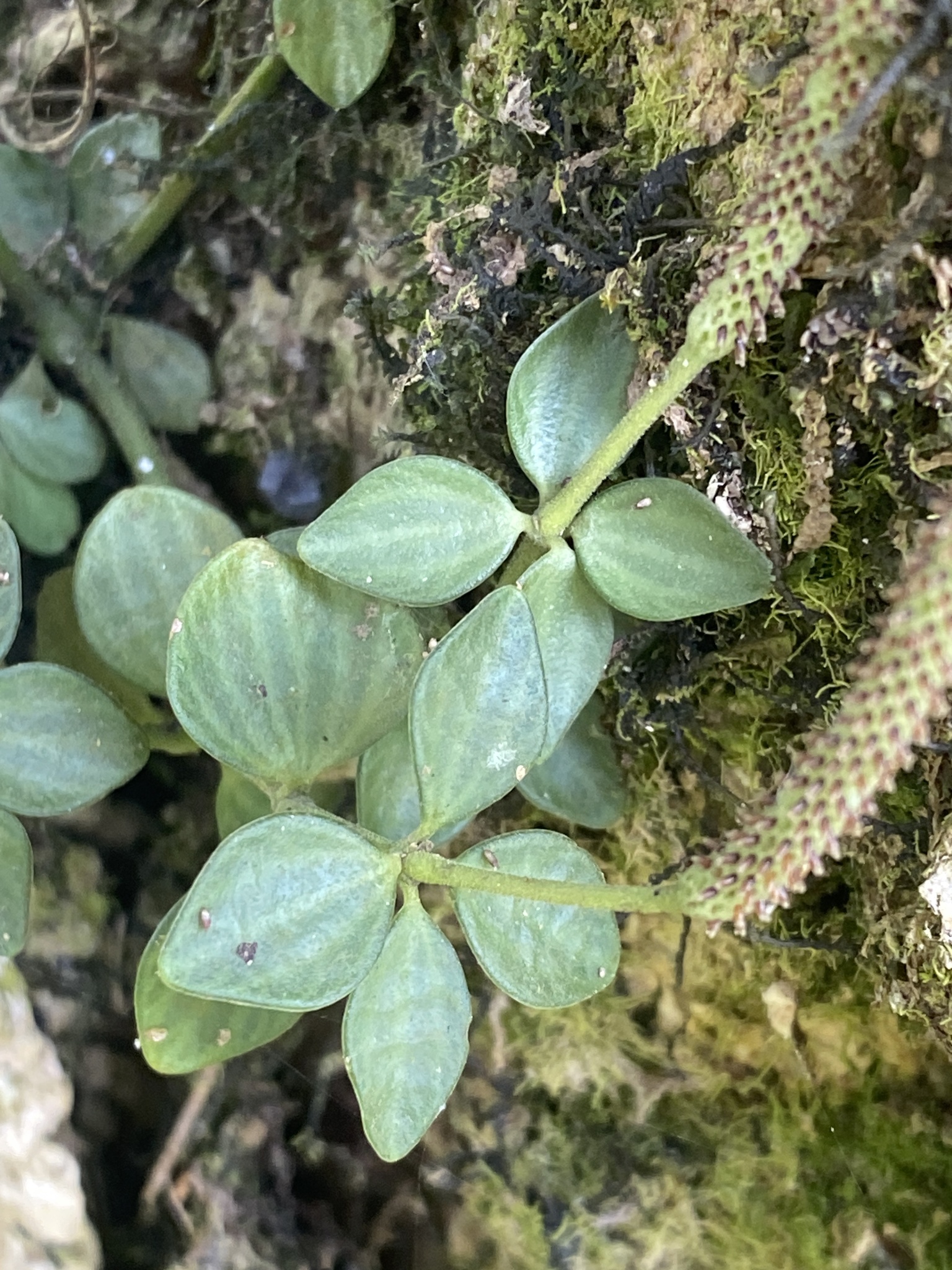 Trailing peperomia growing over a mossy rock