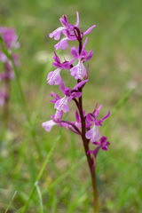Orchis anatolica