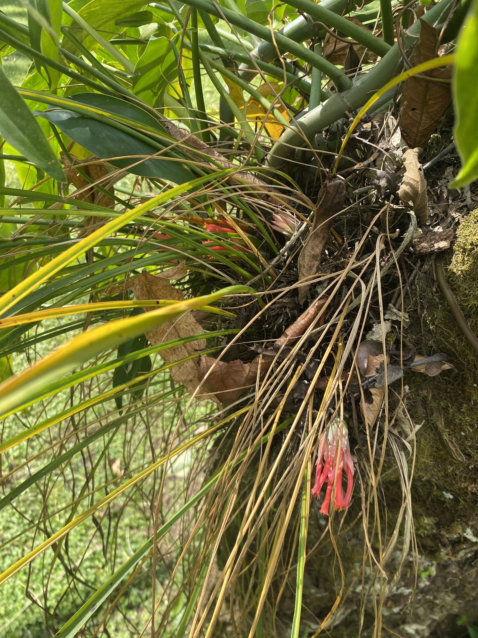 Pitcairnia × darblayana Sallier 3