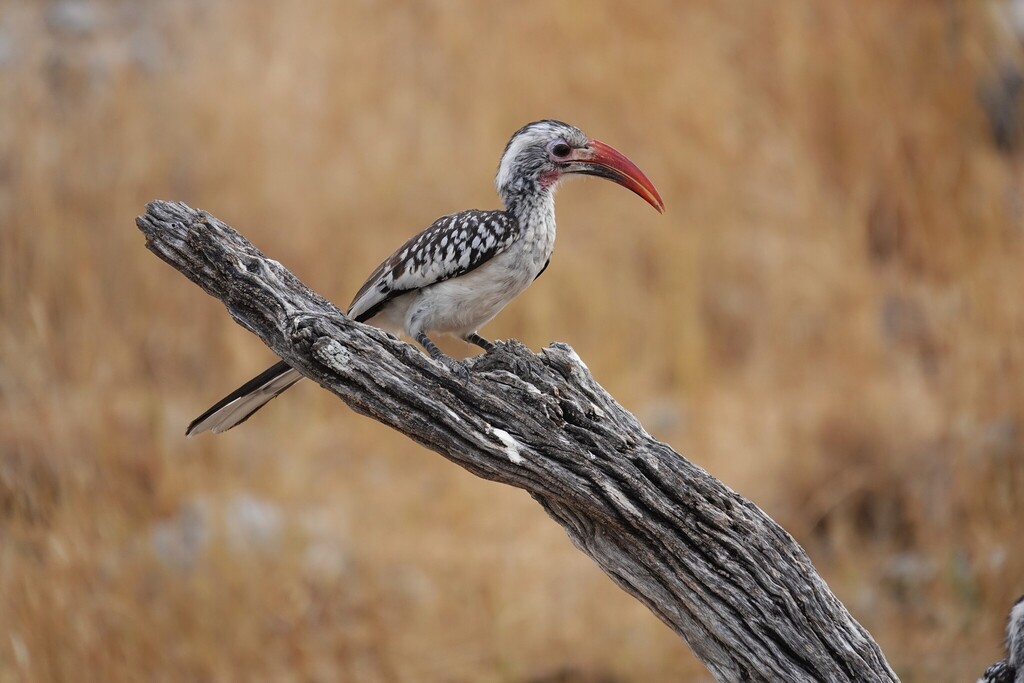 Damara Red-billed × Southern Red-billed Hornbill