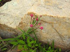 Zaluzianskya maritima