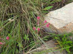 Zaluzianskya maritima