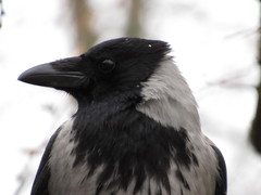 Corvus cornix