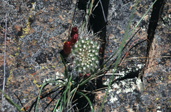 Aylostera fiebrigii