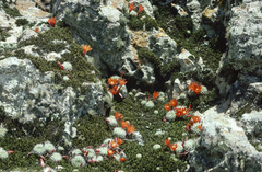 Aylostera fiebrigii