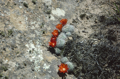 Aylostera fiebrigii
