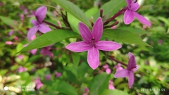 Pseuderanthemum laxiflorum