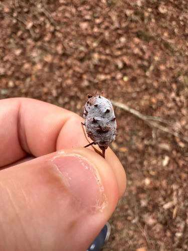 Unknown species found near National Park Rd, Eastover, SC, US