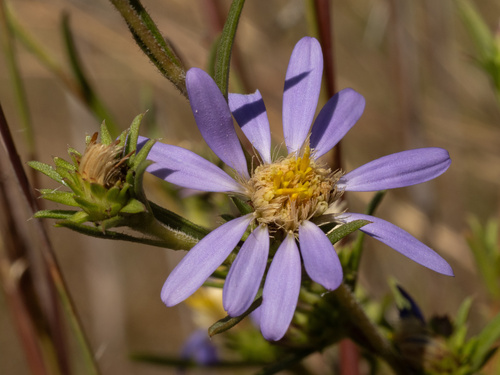 Grass-leaved prairie aster (Eurybia hemispherica)